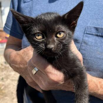 Dot -  Domestic Short Hair Cat for Adoption in Lakewood, Colorado - Dot | PetCurious