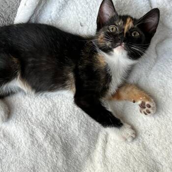 Baja Blast -  Domestic Short Hair Cat for Adoption in Fort Lauderdale, Florida - Baja Blast | PetCurious