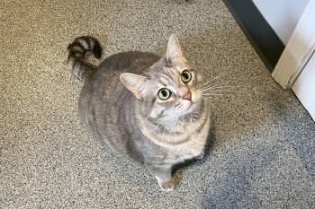 Snowball -  Domestic Short Hair Cat for Adoption in Lincoln, Nebraska - Snowball | PetCurious