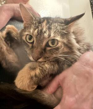 Rescue Maine Coon Cats for Adoption in Riverside, California - Hillary | PetCurious