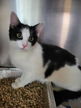 Domestic Short Hair Cats Available for Adoption in Lawrenceville, Georgia - Pen 31 Sir Reginald | PetCurious