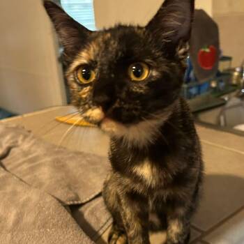 Mimolette -  Tortoiseshell and Domestic Short Hair Cat for Adoption in Gladstone, Oregon - Mimolette | PetCurious
