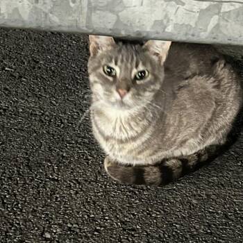 Domestic Short Hair Cats Available for Adoption in Cumming, Georgia - Jasper | PetCurious