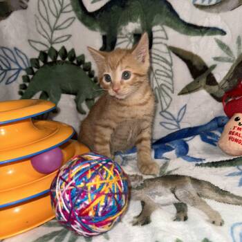 Butterfingers -  Domestic Short Hair Cat for Adoption in Byrdstown, Tennessee - Butterfingers | PetCurious