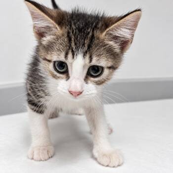 Blueberry Peak -  Domestic Short Hair Cat for Adoption in Austin, Texas - Blueberry Peak | PetCurious