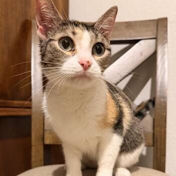 Pumpkin -  Domestic Short Hair Cat for Adoption in Lewisville, Texas - Pumpkin | PetCurious
