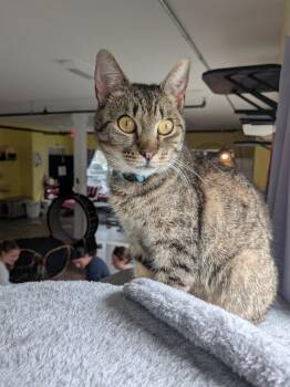 Pipeline -  Domestic Short Hair Cat for Adoption in Gorham, Maine - Pipeline | PetCurious