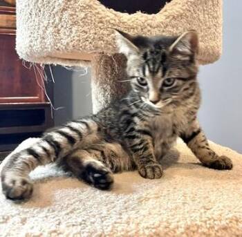 Tabs -  Tabby and Domestic Short Hair Cat for Adoption in Vaughan, Ontario - Tabs | PetCurious