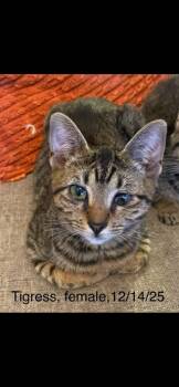Domestic Short Hair Cats Available for Adoption - Tigress | PetCurious