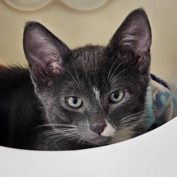 Domestic Short Hair Cats Available for Adoption in Seattle, Washington - Mordrid | PetCurious