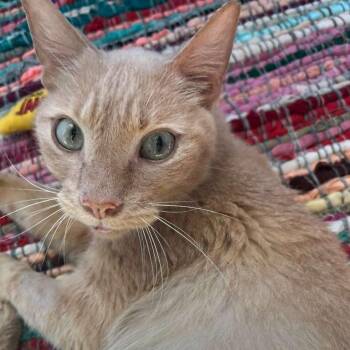 Artemis -  Domestic Short Hair Cat Available for Adoption in Gibsonia, Pennsylvania - Artemis | PetCurious