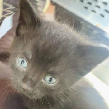 Ollie -  Domestic Short Hair Cat for Adoption in Saratoga Springs, New York - Ollie | PetCurious