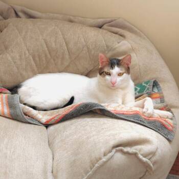 ZICO Fantastico -  Turkish Van Cat for Adoption in Mississauga, Ontario - ZICO Fantastico | PetCurious