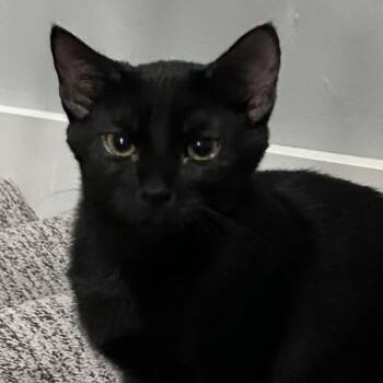 Portillos -  Domestic Short Hair Cat for Adoption in Davenport, Iowa - Portillos | PetCurious