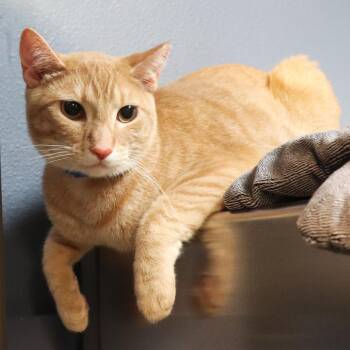 Domestic Short Hair Cats Available for Adoption in Lakeland, Florida - Hughey | PetCurious