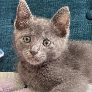 Ugene 15 -  Domestic Short Hair Cat for Adoption in Austin, Texas - Ugene 15 | PetCurious