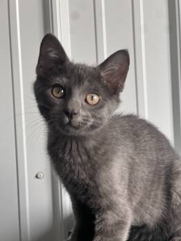 Rescue Domestic Short Hair Cats for Adoption in Hartford City, Indiana - Jumbleberry | PetCurious