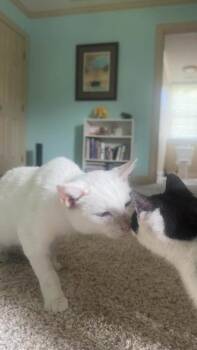 Yuki -  Domestic Short Hair Cat for Adoption in Wilmington Island, Georgia - Yuki | PetCurious