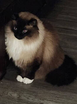 Rescue Siamese and Himalayan Cats for Adoption in Eugene, Oregon - Felix | PetCurious
