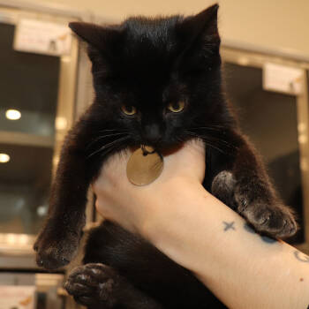 Rescue Domestic Short Hair Cats for Adoption in Port Washington, New York - Logan | PetCurious