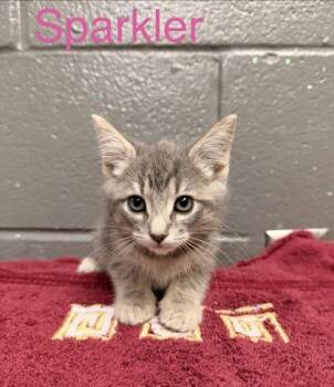 Domestic Short Hair Cats Available for Adoption in Fort Worth, Texas - Sparkler | PetCurious