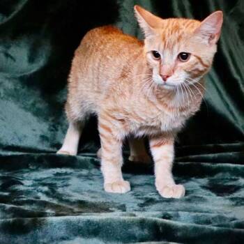 Gordita -  Domestic Short Hair Cat for Adoption in Republic, Missouri - Gordita | PetCurious