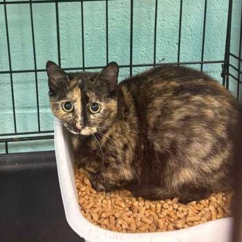 Domestic Short Hair Cats Available for Adoption in Gadsden, Alabama - Hibiscus | PetCurious