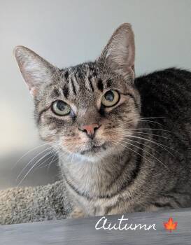 Autumn -  Domestic Short Hair Cat for Adoption in Flint, Michigan - Autumn | PetCurious