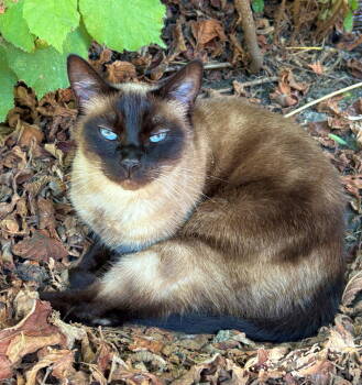 Rescue Siamese and Snowshoe Cats for Adoption in Hillsboro, Oregon - Katniss & KungPao#1747-Offered By Owner - Siamese | PetCurious