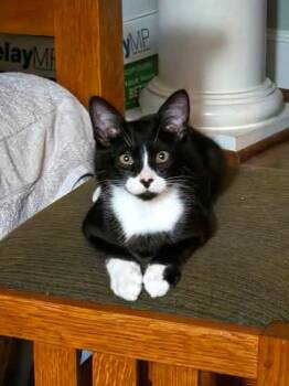 Tuxster Valentino -  Tuxedo Cat for Adoption in College Station, Texas - Tuxster Valentino | PetCurious