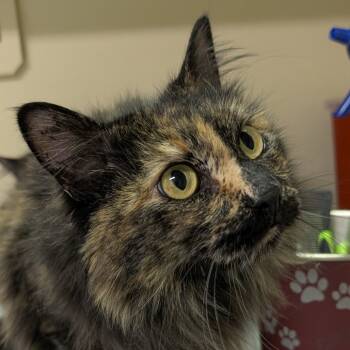 Rescue Domestic Long Hair Cats for Adoption in Spokane, Washington - Etta | PetCurious