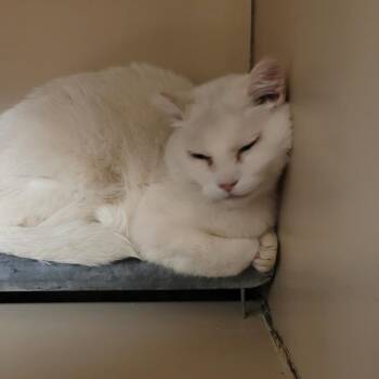 Simone -  Domestic Short Hair Cat for Adoption in Salt Lake City, Utah - Simone | PetCurious