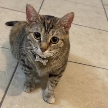 Domestic Short Hair Cats Available for Adoption in Pearland, Texas - Hira | PetCurious
