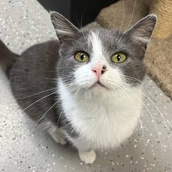 Domestic Short Hair Cats Available for Adoption in La Grange, Kentucky - Humphrey | PetCurious