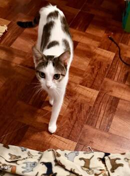 Rhaenyra -  Tabby Cat for Adoption in San Antonio, Texas - Rhaenyra | PetCurious