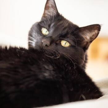 Rescue Domestic Short Hair Cats for Adoption in Durango, Colorado - Buddha | PetCurious
