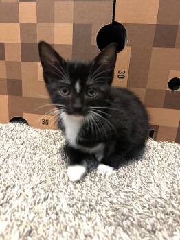 Captain America -  Domestic Short Hair Cat for Adoption in Dallas, Texas - Captain America | PetCurious