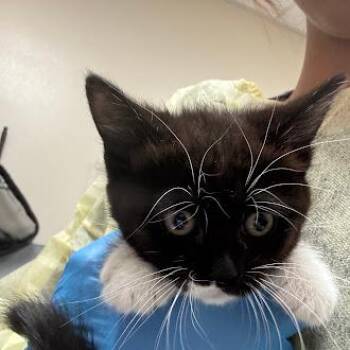 FRIDA -  Domestic Short Hair Cat Available for Adoption in Las Vegas, Nevada - FRIDA | PetCurious
