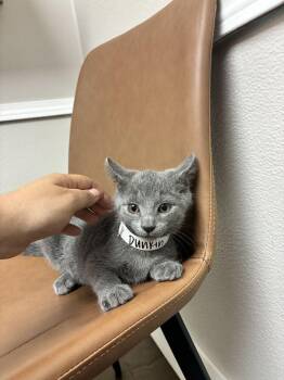 Dunkin -  Domestic Short Hair Cat for Adoption in Marietta, Georgia - Dunkin | PetCurious