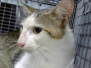 A185977 -  Domestic Short Hair Cat for Adoption in Pasadena, Texas - A185977 | PetCurious