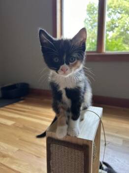 Kendra -  Calico and Domestic Short Hair Cat for Adoption in Skyline, Minnesota - Kendra | PetCurious