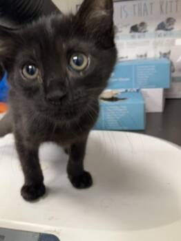 Claudia -  Domestic Short Hair Cat for Adoption in Gainesville, Florida - Claudia | PetCurious