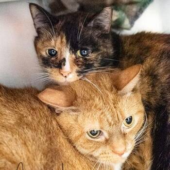Ginger -  Domestic Short Hair Cat for Adoption in Brockton, Massachusetts - Ginger | PetCurious