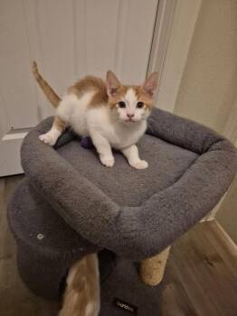Jack -  Domestic Short Hair Cat for Adoption in Lancaster, California - Jack | PetCurious
