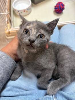 Arya -  Domestic Short Hair Cat for Adoption in Valley Park, Oklahoma - Arya | PetCurious