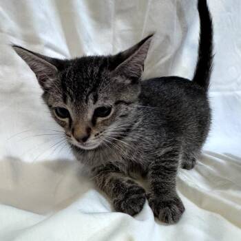 Poet -  Domestic Short Hair Cat for Adoption in Brea, California - Poet | PetCurious