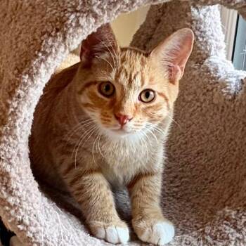 Caspian BurrPurr 56591 -  Domestic Short Hair Cat for Adoption in Eaton Rapids, Michigan - Caspian BurrPurr 56591 | PetCurious