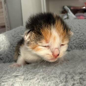 Rosetta -  Domestic Short Hair Cat for Adoption in Mebane, North Carolina - Rosetta | PetCurious