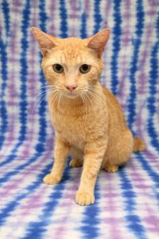 Domestic Short Hair Cats Available for Adoption in Valdosta, Georgia - Carrot Cake | PetCurious