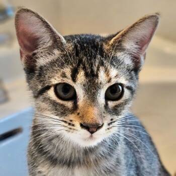 Rescue Domestic Short Hair Cats for Adoption in New Braunfels, Texas - Navy (Wedge) | PetCurious
